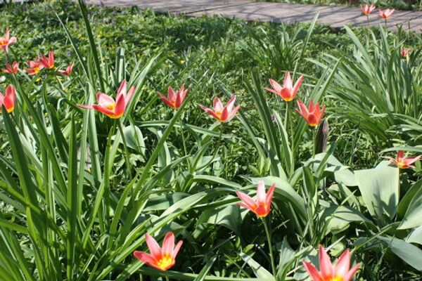 El Huerto del Boticario en Moscú - Sputnik Mundo