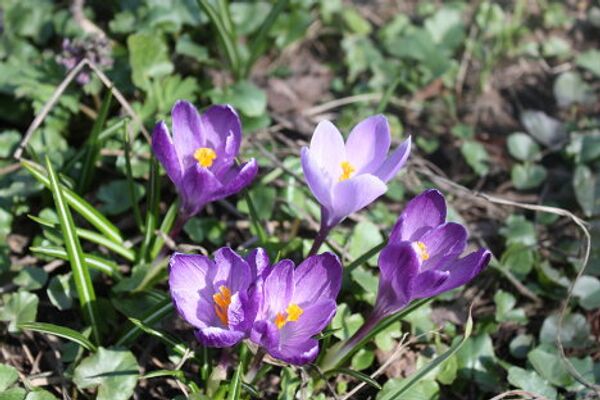 El Huerto del Boticario en Moscú - Sputnik Mundo