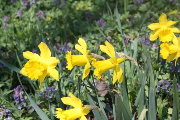 El Huerto del Boticario en Moscú - Sputnik Mundo