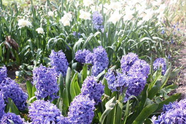 El Huerto del Boticario en Moscú - Sputnik Mundo