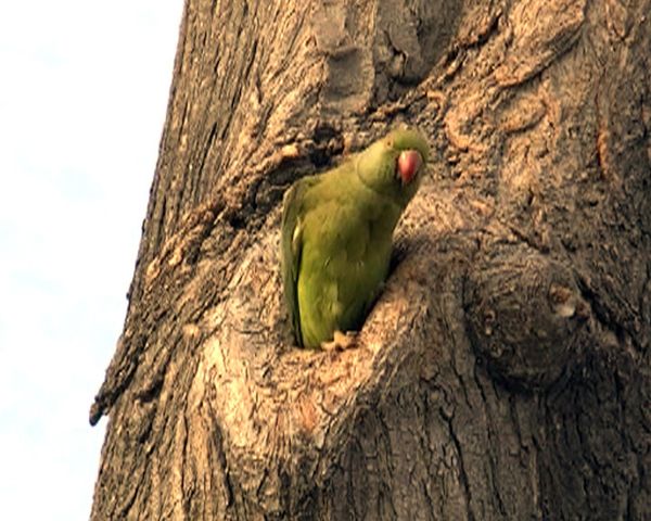 Loros africanos anidan en los parques de Bakú - Sputnik Mundo