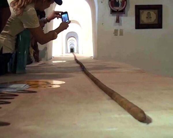 Torcedor cubano lía el puro más largo del mundo - Sputnik Mundo