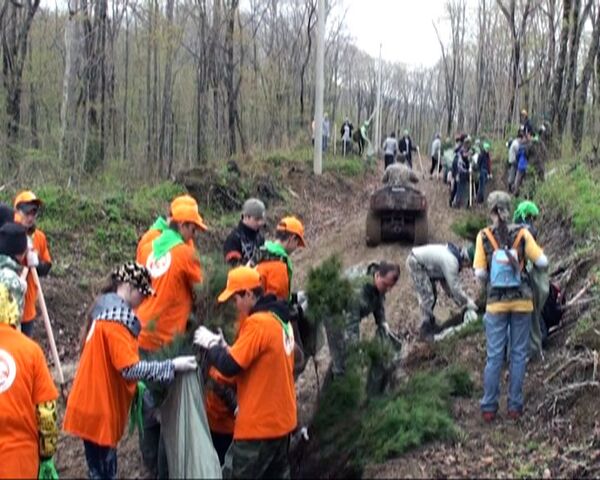 Voluntarios plantan 30.000 cedros para preservar tigres y leopardos siberianos  - Sputnik Mundo