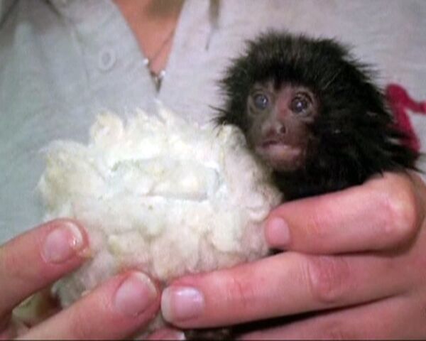 Tamarino recién nacido come de un biberón especial - Sputnik Mundo