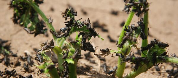 Plagas en la vegetación (imagen referencial) - Sputnik Mundo
