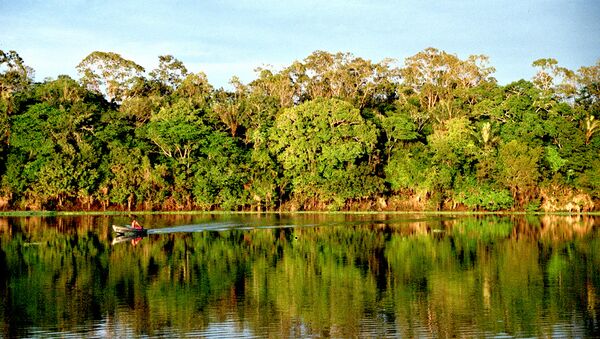 La Policía de Brasil detiene al mayor causante de la deforestación en el Amazonas - Sputnik Mundo