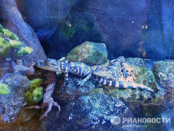 Gatorland, la capital mundial de los cocodrilos en Florida - Sputnik Mundo