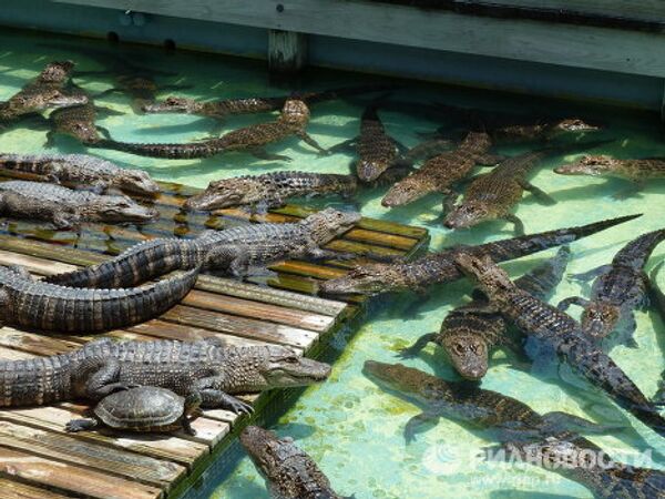 Gatorland, la capital mundial de los cocodrilos en Florida - Sputnik Mundo