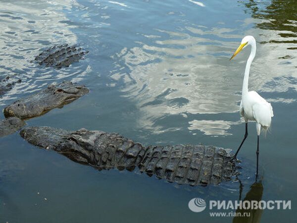 Gatorland, la capital mundial de los cocodrilos en Florida - Sputnik Mundo