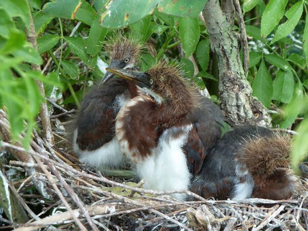 Gatorland, la capital mundial de los cocodrilos en Florida - Sputnik Mundo