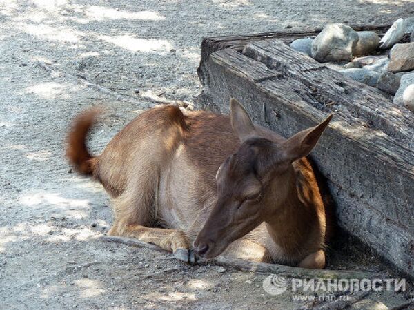 Gatorland, la capital mundial de los cocodrilos en Florida - Sputnik Mundo