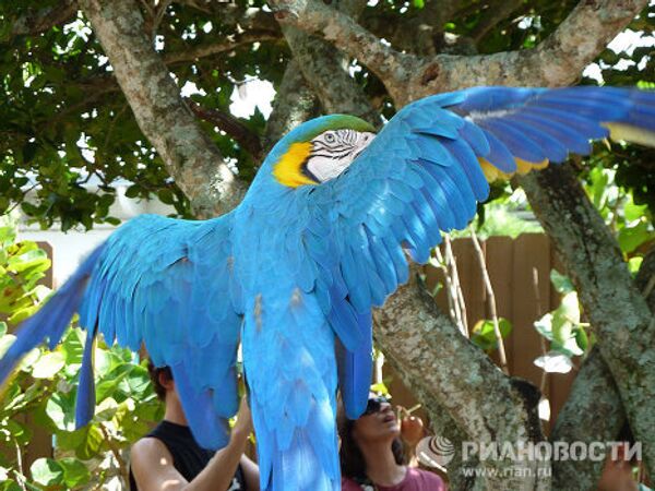 Gatorland, la capital mundial de los cocodrilos en Florida - Sputnik Mundo