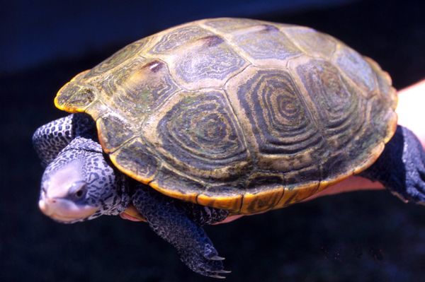 La tortuga espalda de diamante (Malaclemys terrapin) La tortuga espalda de diamante (Malaclemys terrapin) - Sputnik Mundo