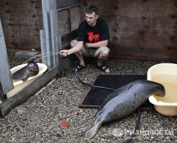 Centro de rehabilitación de focas manchadas en el Territorio de Primorie - Sputnik Mundo
