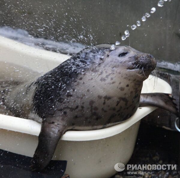 Centro de rehabilitación de focas manchadas en el Territorio de Primorie - Sputnik Mundo