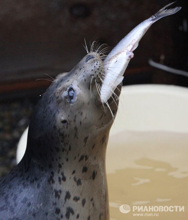 Centro de rehabilitación de focas manchadas en el Territorio de Primorie - Sputnik Mundo