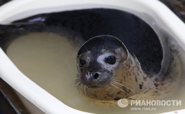 Centro de rehabilitación de focas manchadas en el Territorio de Primorie - Sputnik Mundo
