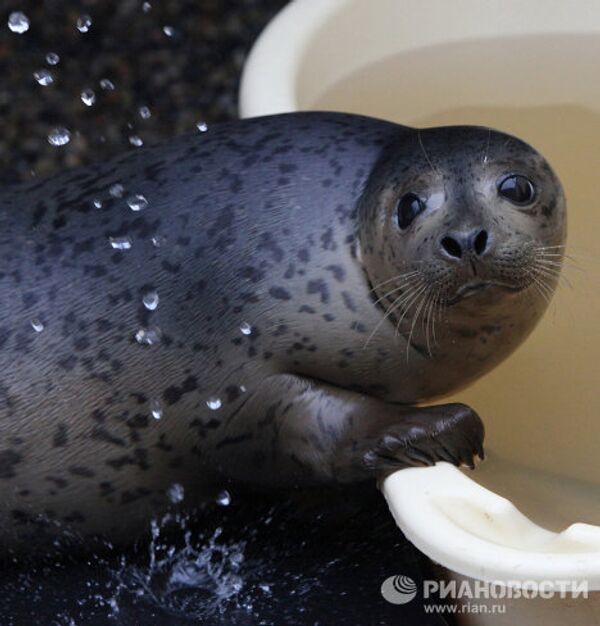 Centro de rehabilitación de focas manchadas en el Territorio de Primorie - Sputnik Mundo