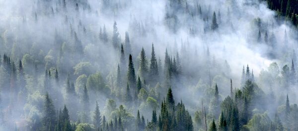 Incendios forestales en Rusia (imagen referencial) - Sputnik Mundo