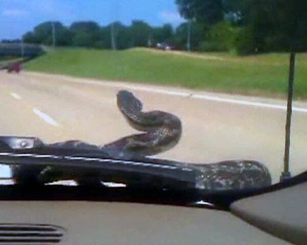 Serpiente viaja a gusto en el capó - Sputnik Mundo