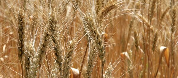 Trigal - Sputnik Mundo