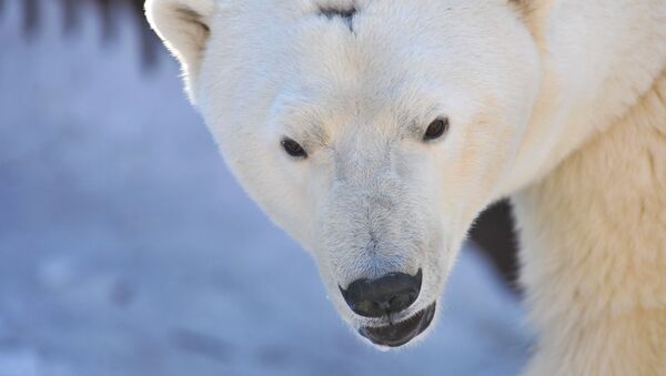 Oso polar - Sputnik Mundo