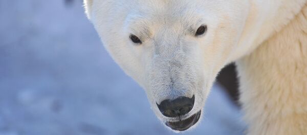 Oso polar - Sputnik Mundo