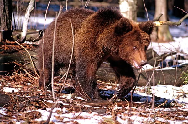El oso. Archivo - Sputnik Mundo
