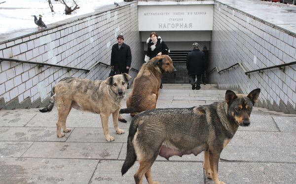 Los perros. Archivo - Sputnik Mundo