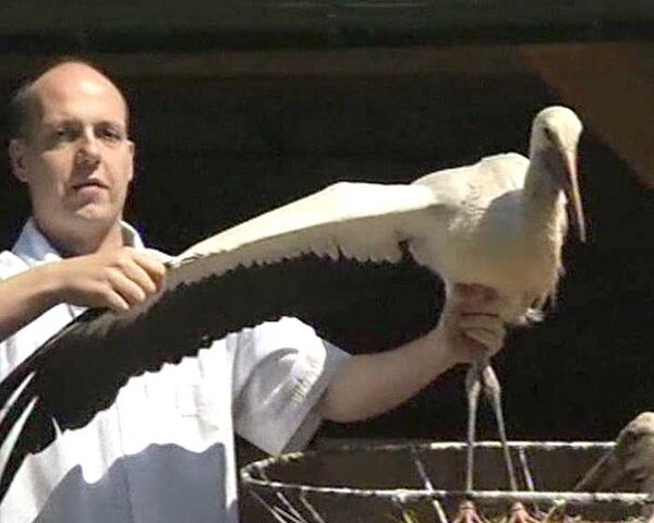 Zoólogos polacos alimentan y enseñan a volar a cigüeñas heridas - Sputnik Mundo