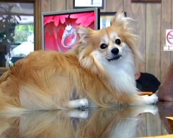 Perro estadounidense devora diamantes por 10.000 dólares - Sputnik Mundo