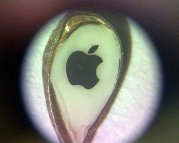 Artesano ruso dibuja logotipo de Apple en una semilla como regalo a Steve Jobs - Sputnik Mundo