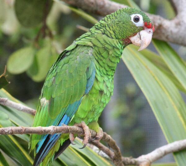 Amazona de Puerto Rico - Sputnik Mundo