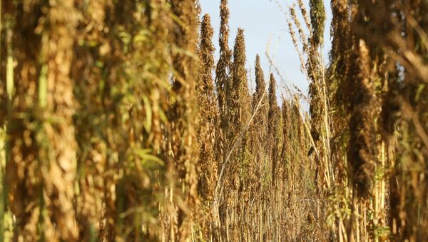 La primera dama de Uruguay propone crear clubes de cultivadores de cannabis - Sputnik Mundo