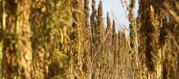 La primera dama de Uruguay propone crear clubes de cultivadores de cannabis - Sputnik Mundo