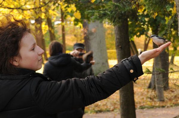 Otoño en Peterhof, ciudad de surtidores y parques  - Sputnik Mundo