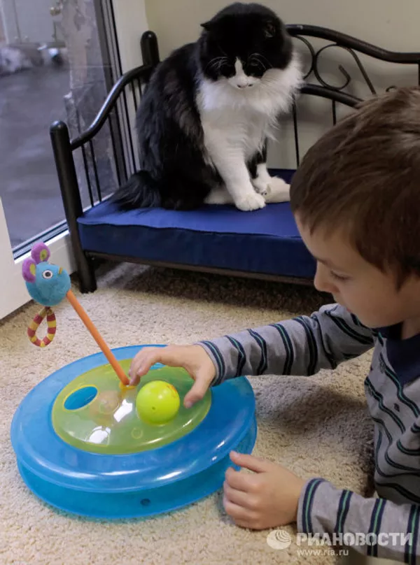 El primer café de gatos “República gatuna” abrió en San Petersburgo El primer café de gatos “República gatuna” abrió en San Petersburgo - Sputnik Mundo
