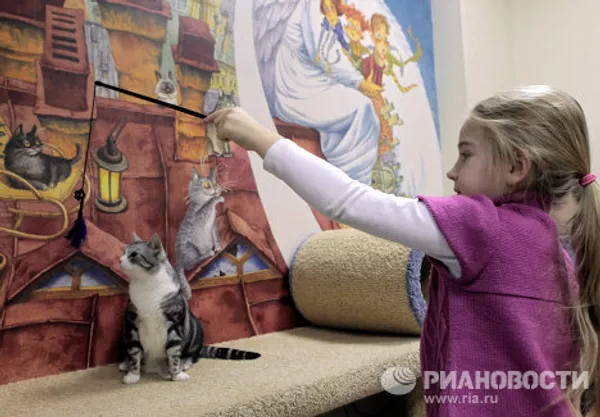 El primer café de gatos “República gatuna” abrió en San Petersburgo El primer café de gatos “República gatuna” abrió en San Petersburgo - Sputnik Mundo
