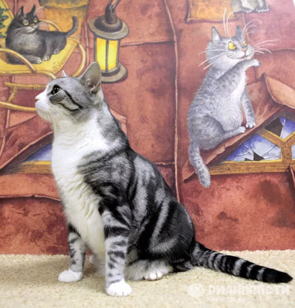 El primer café de gatos “República gatuna” abrió en San Petersburgo El primer café de gatos “República gatuna” abrió en San Petersburgo - Sputnik Mundo