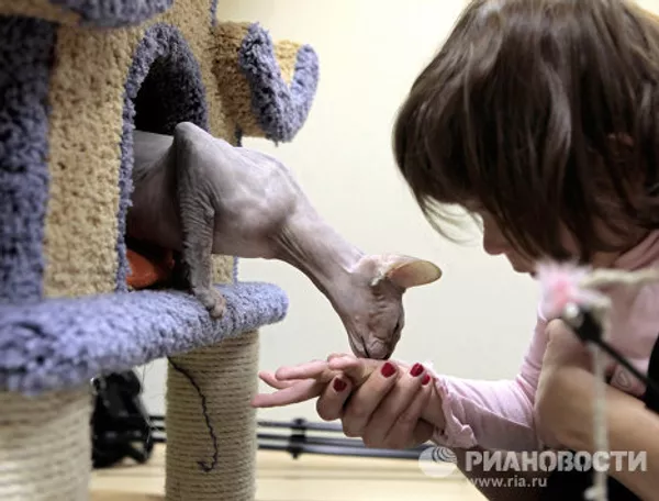 El primer café de gatos “República gatuna” abrió en San Petersburgo El primer café de gatos “República gatuna” abrió en San Petersburgo - Sputnik Mundo