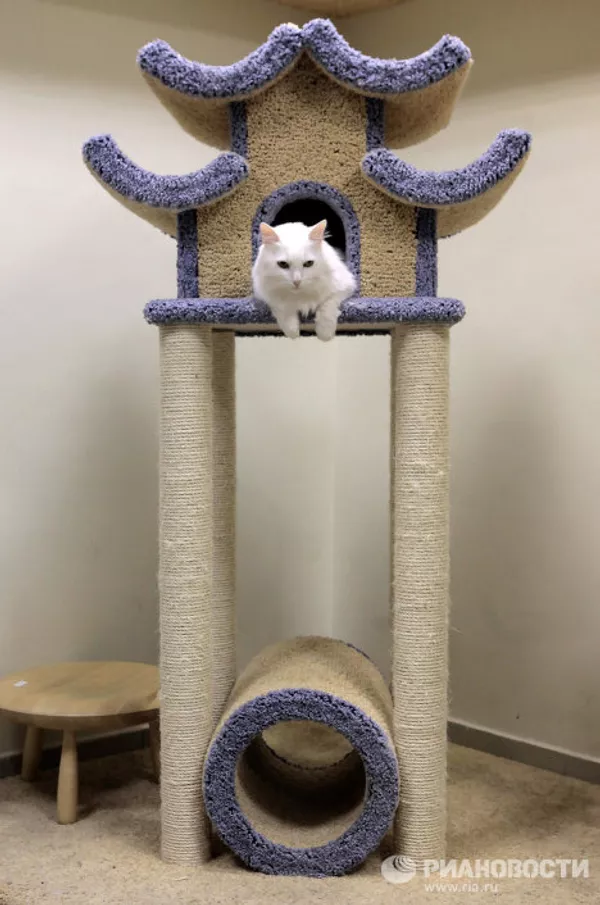 El primer café de gatos “República gatuna” abrió en San Petersburgo El primer café de gatos “República gatuna” abrió en San Petersburgo - Sputnik Mundo