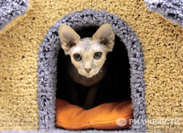 El primer café de gatos “República gatuna” abrió en San Petersburgo El primer café de gatos “República gatuna” abrió en San Petersburgo - Sputnik Mundo
