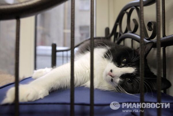  El primer café de gatos  “República gatuna”  abrió en San Petersburgo  - Sputnik Mundo