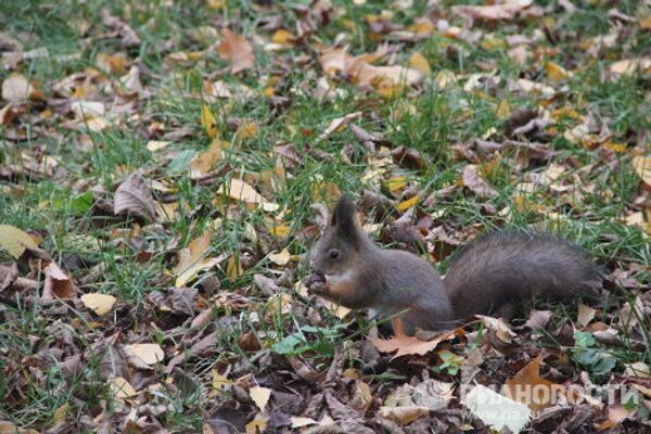 Otoño dorado en Serébriani Bor - Sputnik Mundo