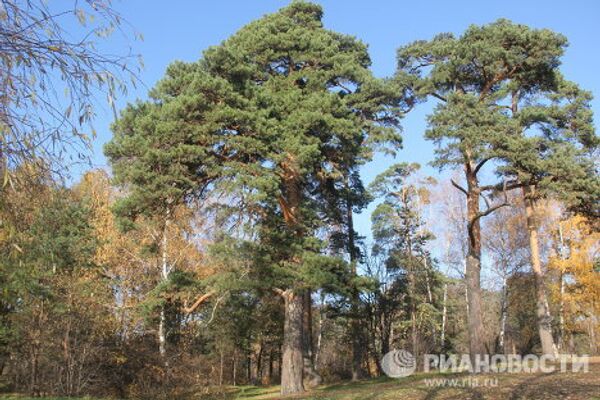 Otoño dorado en Serébriani Bor - Sputnik Mundo