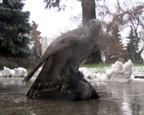 Los azores guardianes vigilan el cielo sobre el Kremlin de Moscú - Sputnik Mundo