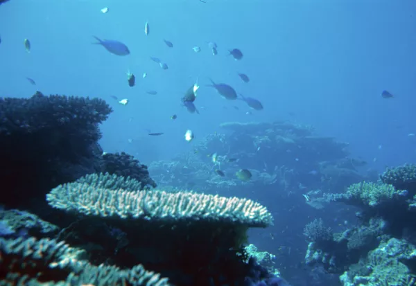Casi 40% de peces y moluscos de agua dulce que habitan en Europa pueden desaparecer - Sputnik Mundo