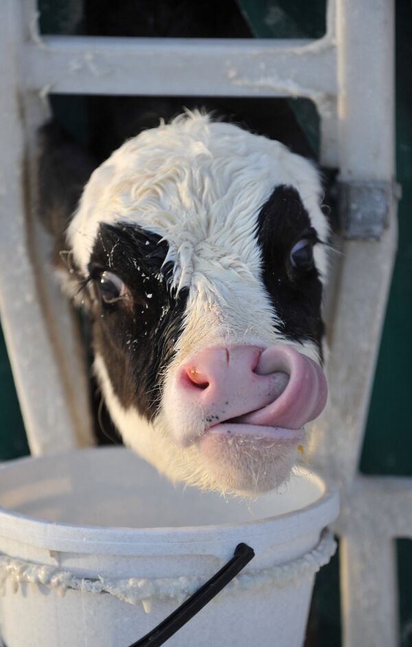 Muere un hombre en Brasil tras caerle una vaca del tejado - Sputnik Mundo