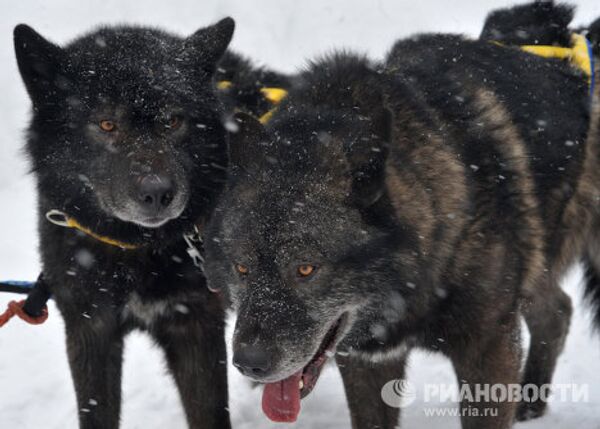 Carrera internacional de perros En la tierra de Sampo - Sputnik Mundo