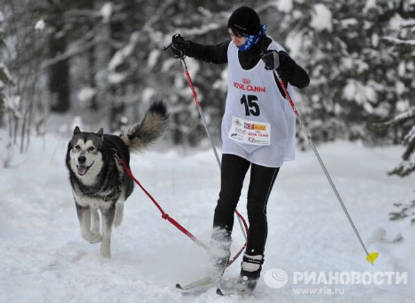 Carrera internacional de perros En la tierra de Sampo - Sputnik Mundo